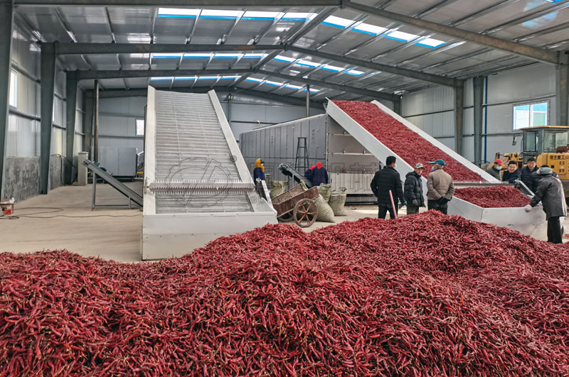 山西襄垣網(wǎng)帶式辣椒烘干機(jī)用戶(hù)示范點(diǎn)烘干加工辣椒案例圖片